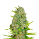 ak 47 seeds