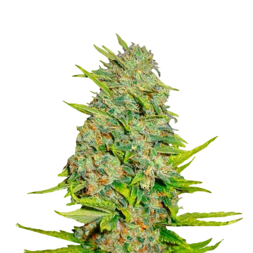 ak 47 seeds