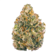 ak 47 strain