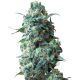 Afghan Seed