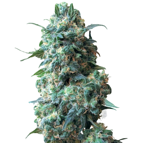 Afghan Seed