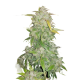 Amnesia Haze Seeds