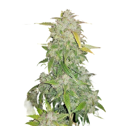 Amnesia Haze Seeds