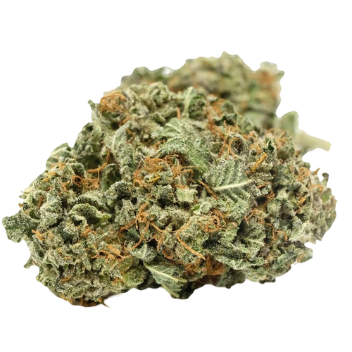 Black domina strain