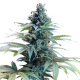 Blue Cheese Seeds