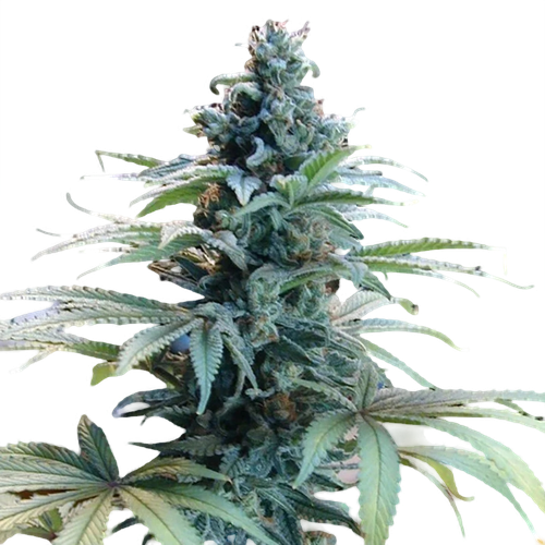 Blue Cheese Seeds