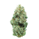 Cannatonic Strain
