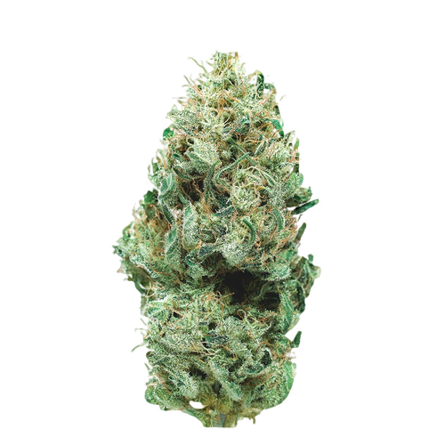 Cannatonic Strain