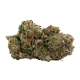 G13 Strains