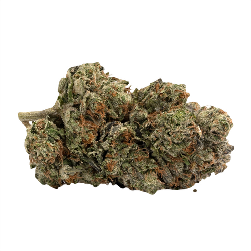 G13 Strains