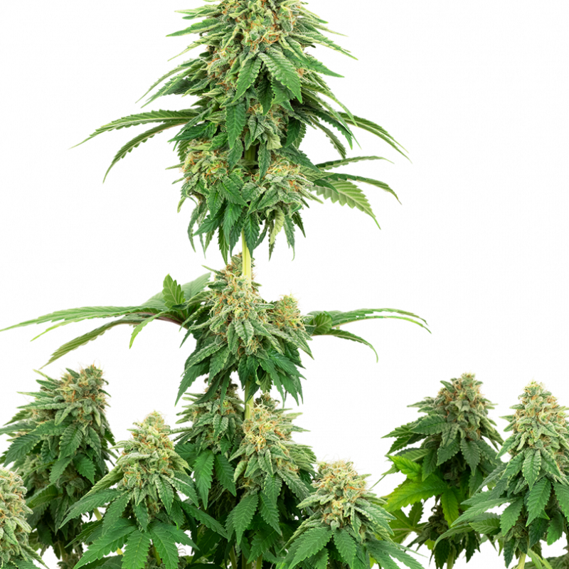 Girl Scout Cookies Seeds UK