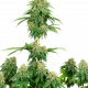 Girl Scout Cookies Seeds UK