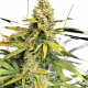gorilla glue weed seeds