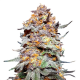 Grand Daddy Purple Seed