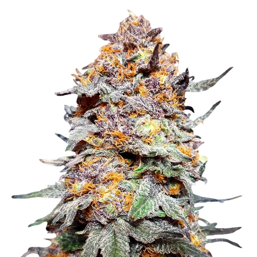 Grand Daddy Purple Seed