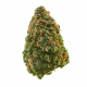 green crack strain