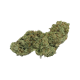 Hash plant Strain