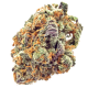 Mimosa Strain