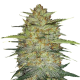 OG Kush Seeds