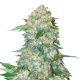 OG Kush Seeds