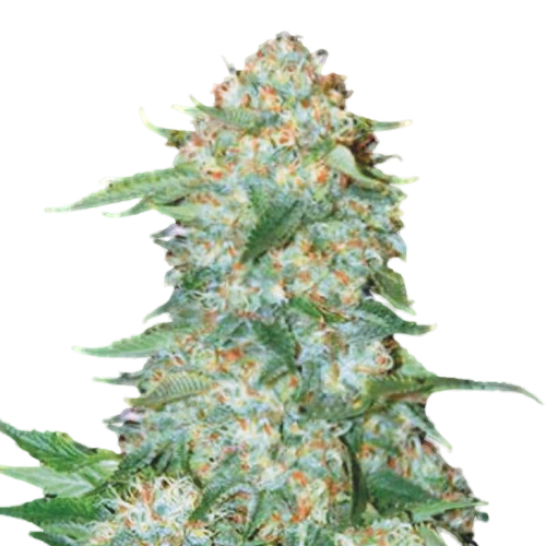 OG Kush Seeds