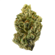 OG Kush