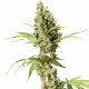 Sour Diesel Seeds UK