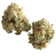 White Widow Strain