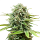 White Widow Seeds