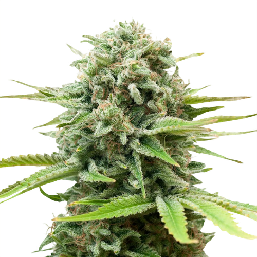 White Widow Seeds