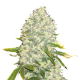 White Widow Seed