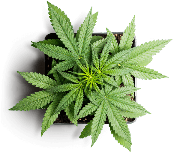 buy weed online near me